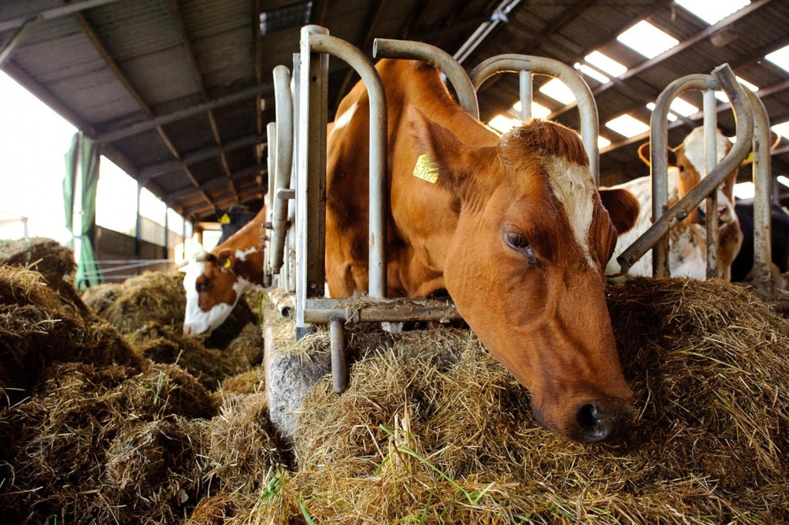 Казахстан вакцинирует скот в приграничных с Россией регионах