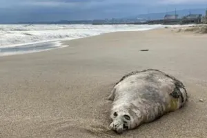 На берег Каспия выбросило мертвых тюленей