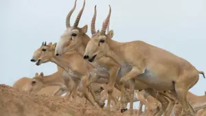 Почти тысячу мёртвых сайгаков нашли в одном районе Казахстана