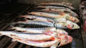 Морские пограничники обнаружили три мотоцикла с рыбой на Каспии