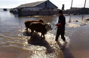 Фермеры хозяйств Атырауской области столкнулись с проблемой выпаса скота