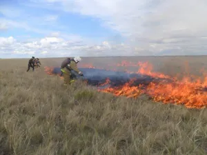 «Степных поджигателей» задержали в Акмолинской области