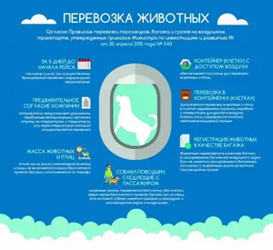 В КГА разъяснили нормы провоза домашних питомцев