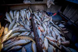 25 фактов браконьерства на воде выявлено в Карагандинской области