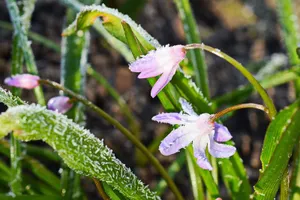 Минусовая температура ожидается в ночное время на востоке Казахстана