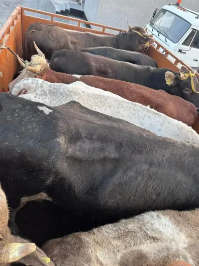 Пограничники Кыргызстана пресекли контрабанду КРС