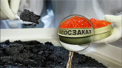 147 миллион теңгеге уылдырық: Атырауда бекіре зауытының заңсыз тендері күшін жойды