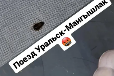 Пассажиры жалуются на тараканов в вагонах поезда Мангышлак – Уральск