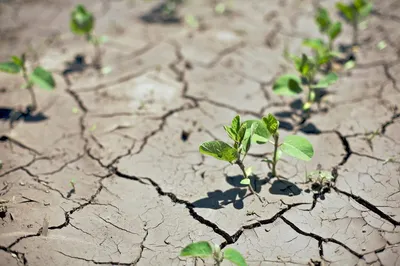 На отсутствие воды для скота жалуются жители села Шокпартогай